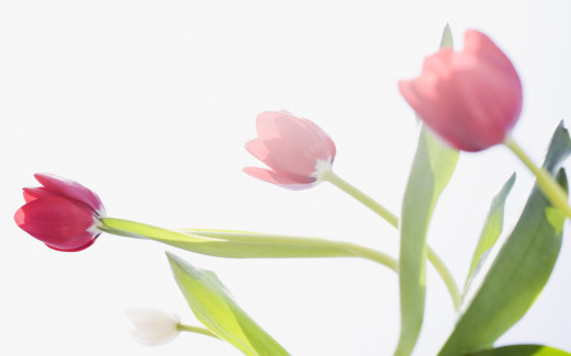 448038 (a): :1680x1050